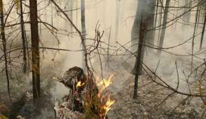 Сильный ветер перенес лесной пожар с территории КНДР в Южную Корею. Фото: ruvr.ru