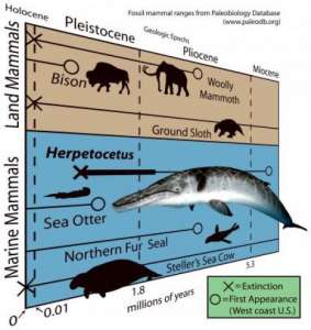 Карликовый кит вымер в эру плейстоцена, а не плиоцена, как думали раньше. Фото: sciencedaily.com