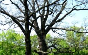 Пятисотлетнее дерево признано памятником природы. Фото: http://lesvesti.ru
