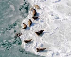 Авиаучет тюленей. Фото: http://fish.gov.ru