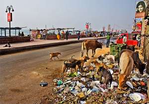 Индия бьет мировые рекорды по количеству бродячих собак в городах. Фото с сайта wnhs-experience.org