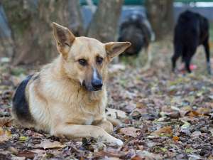 Сочинские власти, не найдя желающих уничтожить 2028 собак, пообещали новый конкурс. Фото: http://moscow-live.ru/