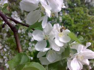 Яблоня в цвету. Фото: http://www.stihi.ru
