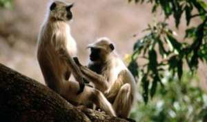 Лесников Индии обяжут пройти курсы по отлову обезьян. Фото: http://greenpressa.ru