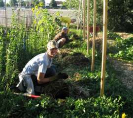 Сообщество садоводов собирает урожай картофеля. Фото предоставлено Wasatch Community Gardens.