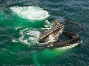 Пара горбатых китов ловит рыбку с помощью «пузырьковой сети» у западных берегов Антарктиды. (Фото Yva Momatiuk и John Eastcott, Minden Pictures / Corbis.)