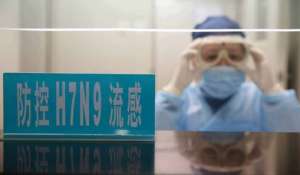 Вирус птичьего гриппа выявлен еще в одной провинции Китая. Фото: Голос России