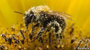 ЕС может запретить ряд пестицидов, вредных для пчел. Фото: http://www.bbc.co.uk