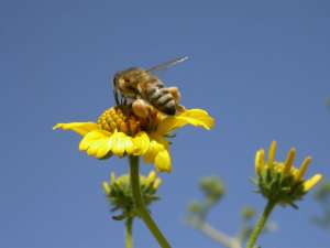Хорватские учёные вывели пчёл, чувствующих взрывчатку. Фото: Вести.Ru