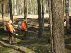 Волгоградские леса закрыли для посещений на время обработки от вредителей. Фото: http://greenpressa.ru