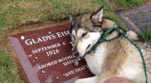 Волк зарыдал на могиле бабушки своей хозяйки. Фото: Вести.Ru