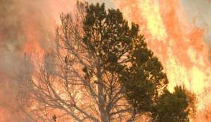 Лесные пожары в Калифорнии. Фото EPA с сайта &quot;Голос России&quot;