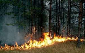 Лесные пожары на Дальнем Востоке. Фото: http://lesvesti.ru