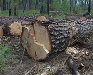 Незаконная рубка леса. Фото: http://vashasvoboda2.ru