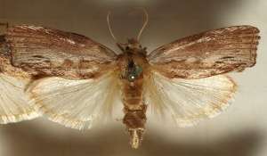 Бабочки вида Galleria mellonella могут воспринимать звук частотой до 300 кГц, что намного превышает способности любого другого животного (фото Sarefo/Wikimedia Commons).