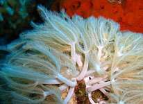 Почему кораллы машут щупальцами. Фото: Правда.Ru