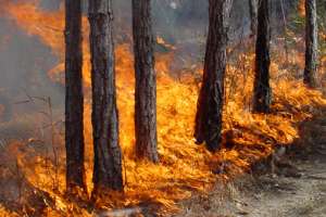 Лесные пожары. Фото: http://srf28.ru
