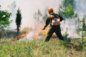 За сутки в России потушено 63 лесных пожара. Фото: http://greenpressa.ru