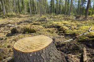 Вырубка леса. Фото: http://www.vodosberezhenie.ru