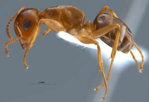 Camponotus schmitzi. Фото: http://www.antbase.net