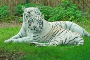 Удалось подтвердить, что белые тигры способны жить в дикой природе, а значит, теперь можно начать работу над восстановлением их популяции (Christine, David Schmitt/Wikimedia Commons).