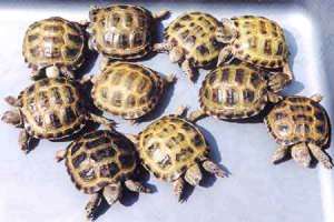Черепахи. Фото: http://www.ua.all.biz