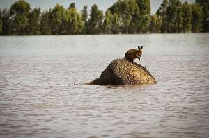 Валлаби спасается от наводнения (фото Anthony Skerman / AP Photo).