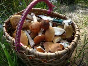 Весенние грибы. Фото: Вести.Ru