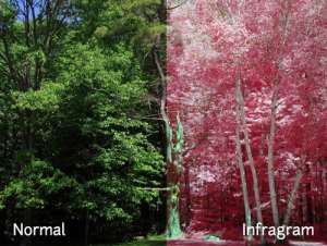 Infragram: здоровье растений под прицелом фотокамеры. Фото с сайта computerra.ru
