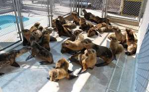 Детеныши тюленей в центре реабилитации в Калифорнии. Фото: http://goodnewsanimal.ru