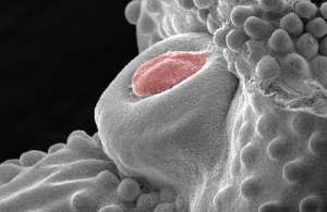 Зачаток пениса (красный) у куриного эмбриона. (Фото авторов работы.)