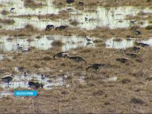 В Кологривском заповеднике готовят территорию для перелетных птиц. Фото: Вести.Ru