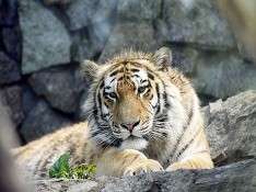 В Таиланде появится новый тигриный парк. Фото: Росбалт
