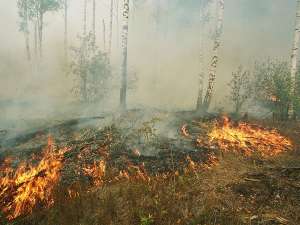Пожар в лесу. Фото: lesvesti.ru