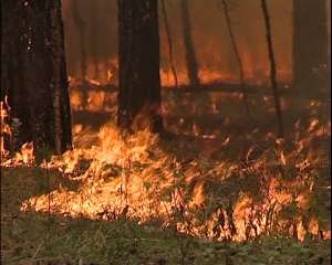Пожар в лесу. Фото: http://turlosenok.ru/