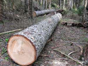 Незаконная рубка леса. Фото: http://minleshoz.pnzreg.ru