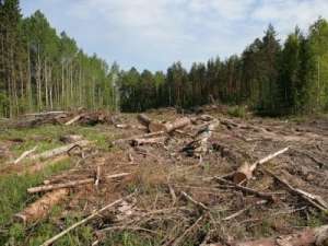 Лесничий в Эвенкии разрешил незаконно вырубить лес на 250 млн руб. Фото: kasparov.ru