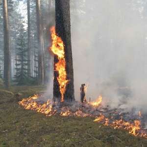 В Башкирии за три дня сгорело 9 гектаров леса. Фото: bashinform.ru