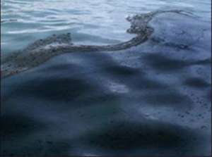 Загрязнение черного моря. Фото: fedpress.ru