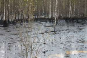 В Югре разлив нефти нанес лесам ущерб на 4,4 млн рублей. Фото: siapress.ru