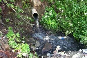 Канализационные стоки затопили более 4 га леса. Фото: online47.ru