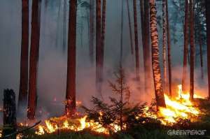 Лесные пожары. Фото: Greenpeace