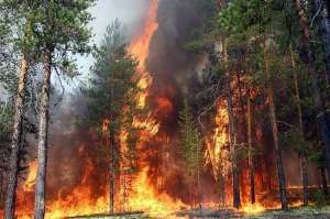 Лесные пожары. Фото: http://www.bashinform.ru