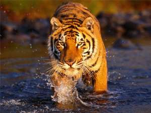 Амурский тигр. Фото из открытых источников сети Интрнет