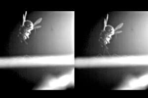  Притягивание паутины к мухе вид с торца плоскости Фото: Victor Manuel Ortega-Jimenez &amp; Robert Dudley, Scientific Reports, 2013