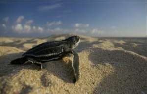 Кожистая черепаха на пляжной кладке (Фото: Kelly Stewart)