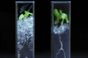 Процесс роста корней в 3D