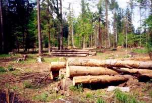 Патруль лесничеств Ленинградской области