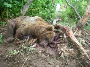 В Бурятии медведь погиб в браконьерской ловушке