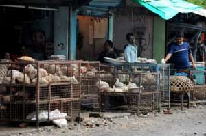 Китайский птичий грипп H7N9 может вызвать всемирную эпидемию. Фото: http://www.mignews.com
